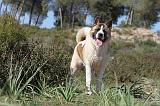 AKITA AMERICAIN 059